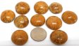Sea Urchin Fossil, Polished - 10 Pieces