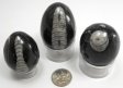 Orthoceras Egg