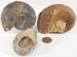 Ammonite Fossil, Large