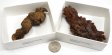 Coprolite - 3 1/2 to 4 1/2 Inch