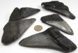 Megalodon Tooth Half, X-Large - 5 Pieces