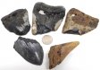 Megalodon, Partial Tooth, 3rd Quality - 5 Pieces