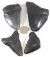 Megalodon Tooth, 2nd Quality