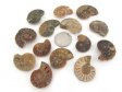 Ammonite Fossil, Half, Polished - 10 Pieces