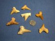 Fossil Shark Tooth - 10 Pieces