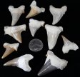 Shark Teeth, Repaired - 10 Pieces