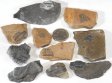 Trilobite Fossil, Utah - 10 Pieces