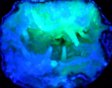 Fluorescent Calcite #5