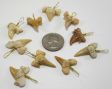 Shark Tooth Pendant - 10 or 50 Pieces