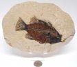 A Grade Fish Fossil #10