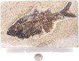 A Grade Fish Fossil #10