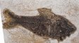 A Grade Fish Fossil #11