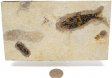 A Grade Fish Fossil #12