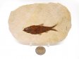 A Grade Fish Fossil #12