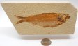 A Grade Fish Fossil #12