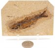 A Grade Fish Fossil #12