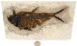 A Grade Fish Fossil #12