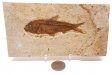 A Grade Fish Fossil #13