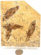 A Grade Fish Fossil #13