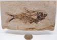 A Grade Fish Fossil #14