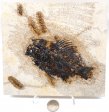 A Grade Fish Fossil #14