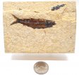 A Grade Fish Fossil #15
