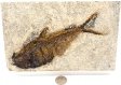 A Grade Fish Fossil #16
