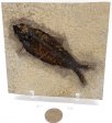 A Grade Fish Fossil #16