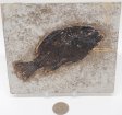 A Grade Fish Fossil #16