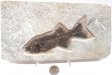 A Grade Fish Fossil #17