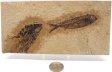 A Grade Fish Fossil #18