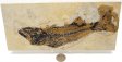 A Grade Fish Fossil #18