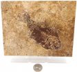 A Grade Fish Fossil #19