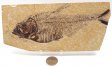 A Grade Fish Fossil #1
