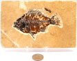 A Grade Fish Fossil #1