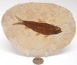 A Grade Fish Fossil #20