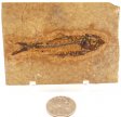 A Grade Fish Fossil #20