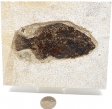 A Grade Fish Fossil #20