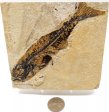 A Grade Fish Fossil #20