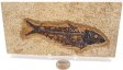 A Grade Fish Fossil #21