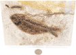 A Grade Fish Fossil #21