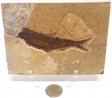 A Grade Fish Fossil #22