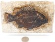 A Grade Fish Fossil #23