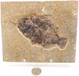 A Grade Fish Fossil #24