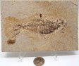 A Grade Fish Fossil #2