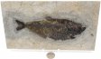 A Grade Fish Fossil #2