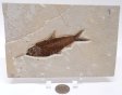 A Grade Fish Fossil #3