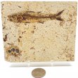 A Grade Fish Fossil #4