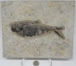 A Grade Fish Fossil #5