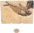 A Grade Fish Fossil #6